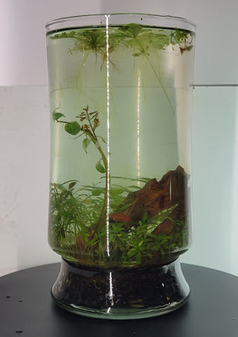 Medium Planted Vase I